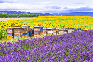 Naklejka premium Authentic Provence Landscape with Colorful Beehives between Lavender Rows and Sunflowers Field, French Countryside Aesthetic, Summer Agriculture Perspective, Valensole Plateau, Rural France Nature