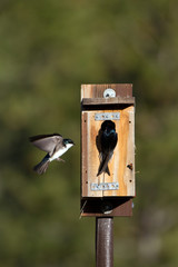Two tree Swallows at a nest box in the Rocky Mountains of Colorado