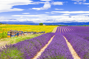 blühender Lavendel und Sonnenblumen in der Provence, Frankreich