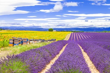Fototapete Lavendel blühender Lavendel und Sonnenblumen in der Provence, Frankreich