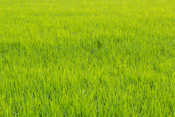 Green rice fields