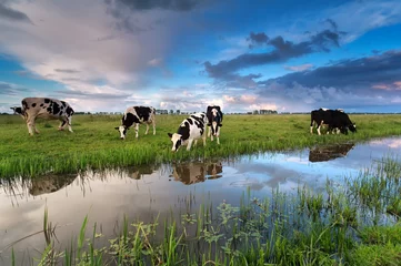 Papier Peint photo Autocollant Vache Quelques vaches paissant dans les pâturages au bord de la rivière