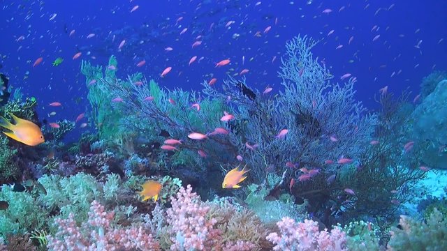 Colorful coral reef in Philippines with healthy hard corals. Snapper, Grouper, Damselfish, Anthias and Angelfish
