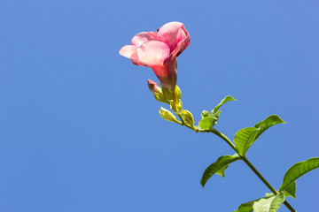 Pink flowers and blue sky
