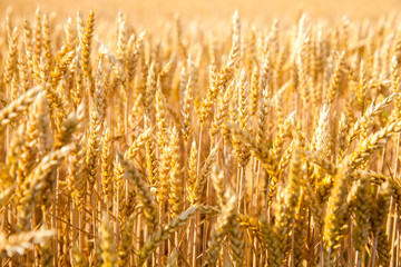 wheat field