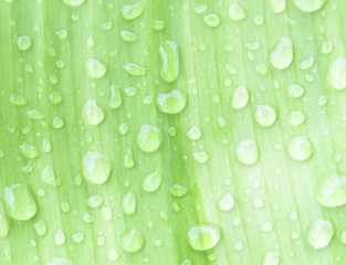 Water droplets on banana leaves