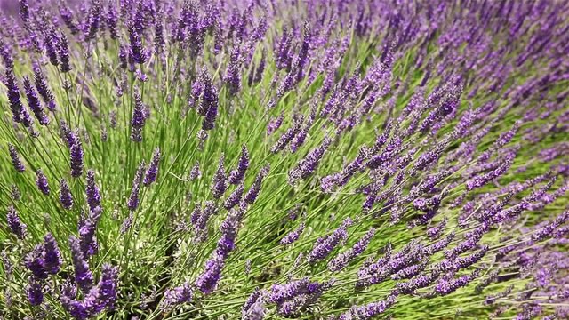 Sprigs of lavender dancing in the wind