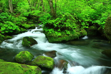 夏の奥入瀬渓流