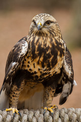 Rough-legged Hawk