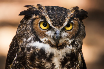 Great Horned Owl Portrait