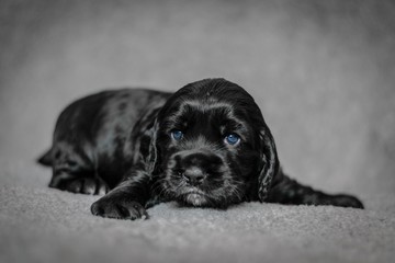 Obraz premium Adorable 4 week old cocker spaniel puppies