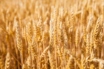 wheat field