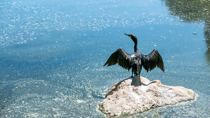 Heron stretching its wings