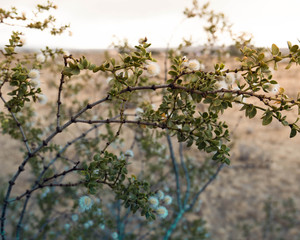 Creosote bush in the desert
