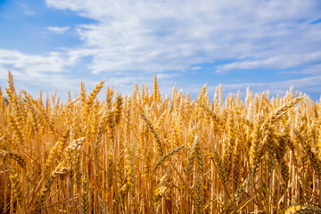 wheat field