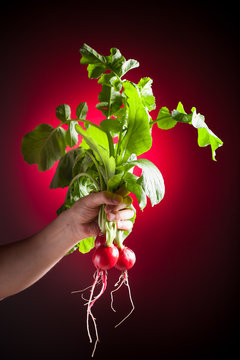 radish in hand, red background