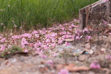pink flower fall