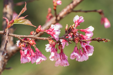 Wild Himalayan cherry blooming