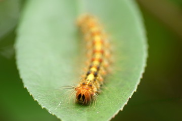 マイマイガの幼虫