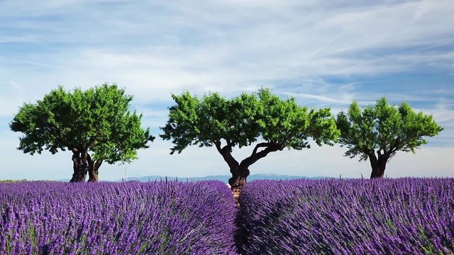 Three trees lined up at the end of a lavender field