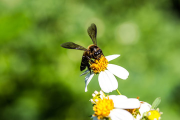 Little bee on flower