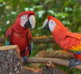 Parrots,psittacines, are chasing each other
