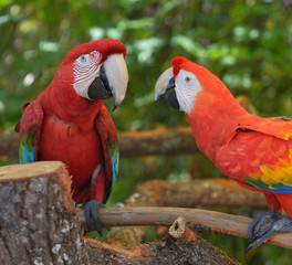 Parrots,psittacines, are chasing each other
