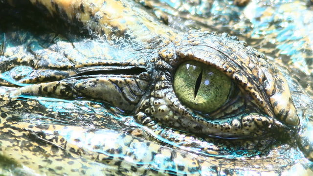 Siamese Crocodile eye 
