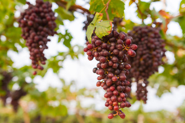 Fresh organic grape on vine branch