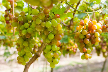 Fresh organic grape on vine branch