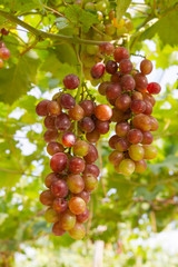 Fresh organic grape on vine branch