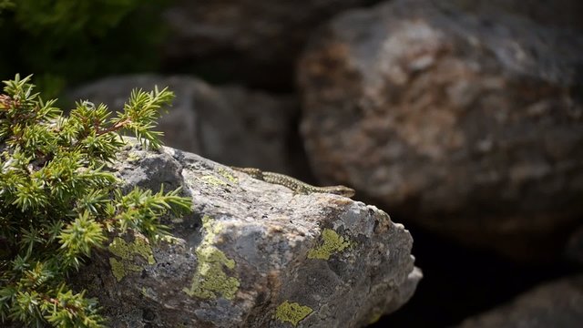 LAGARTO SOBRE ROCA
Plano c&aacute;mara en mano de lagarto que abre la boca r&aacute;pidamente