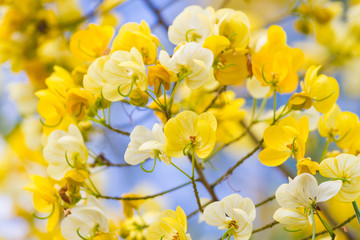 cassod tree, cassia siamea or siamese senna is yellow flower which is edible plant 