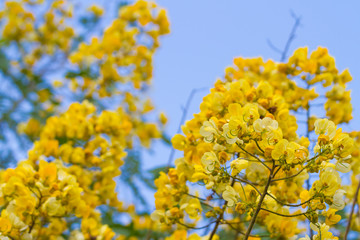 cassod tree, cassia siamea or siamese senna is yellow flower which is edible plant 