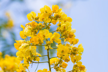 cassod tree, cassia siamea or siamese senna is yellow flower which is edible plant 