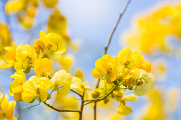 cassod tree, cassia siamea or siamese senna is yellow flower which is edible plant  - obrazy, fototapety, plakaty