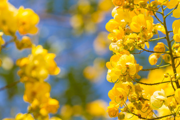 cassod tree, cassia siamea or siamese senna is yellow flower which is edible plant 