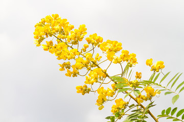 cassod tree, cassia siamea or siamese senna is yellow flower which is edible plant 