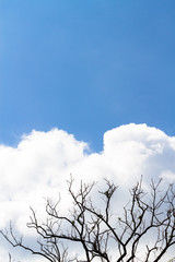 Tree branches without leaves 