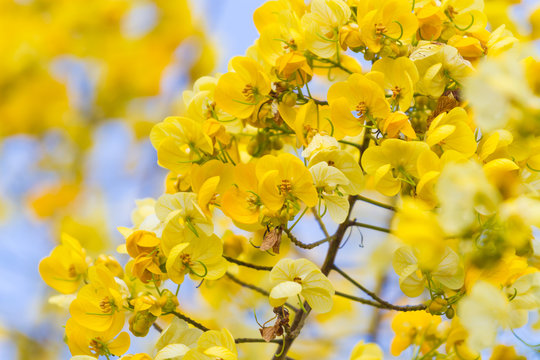 Cassod Tree, Cassia Siamea Or Siamese Senna Is Yellow Flower Which Is Edible Plant 