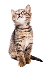 Small gray kitten looking up isolated on white background