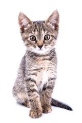Fototapeta na wymiar Small gray kitten look at camera isolated on white background