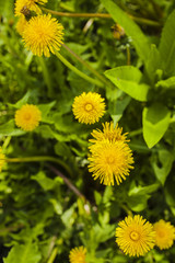 dandelions in a garden