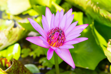 blossom lotus flower 