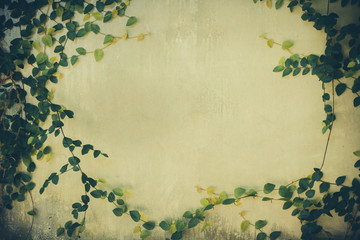 green leaf plant over grunge wall background- vintage effect style picture 
