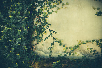 green leaf plant over grunge wall background- vintage effect style picture 