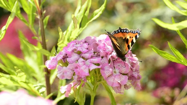 Kleiner Fuchs, Aglais urticae, Nymphalis urticae, sitzt auf Nelke