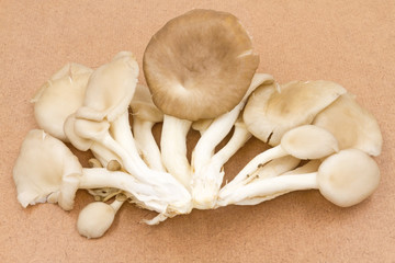 oyster mushroom