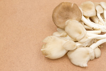 Fototapeta na wymiar oyster mushroom
