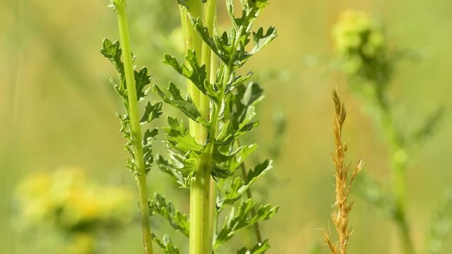 Jakobs-Greiskraut,Senecio jacobaea, Blatt der Giftpflanze
